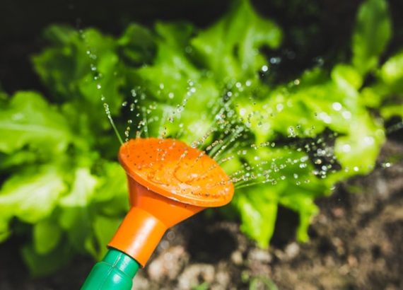 Building a Greenhouse: Water Supply in Greenhouse