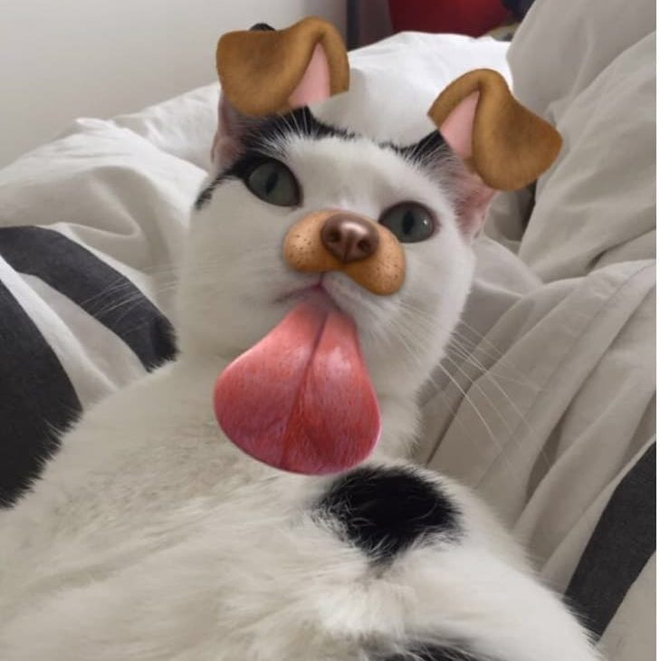 cat snapchat filter