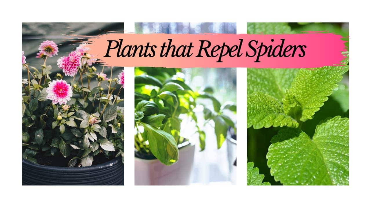 House Plants that Repel Spiders