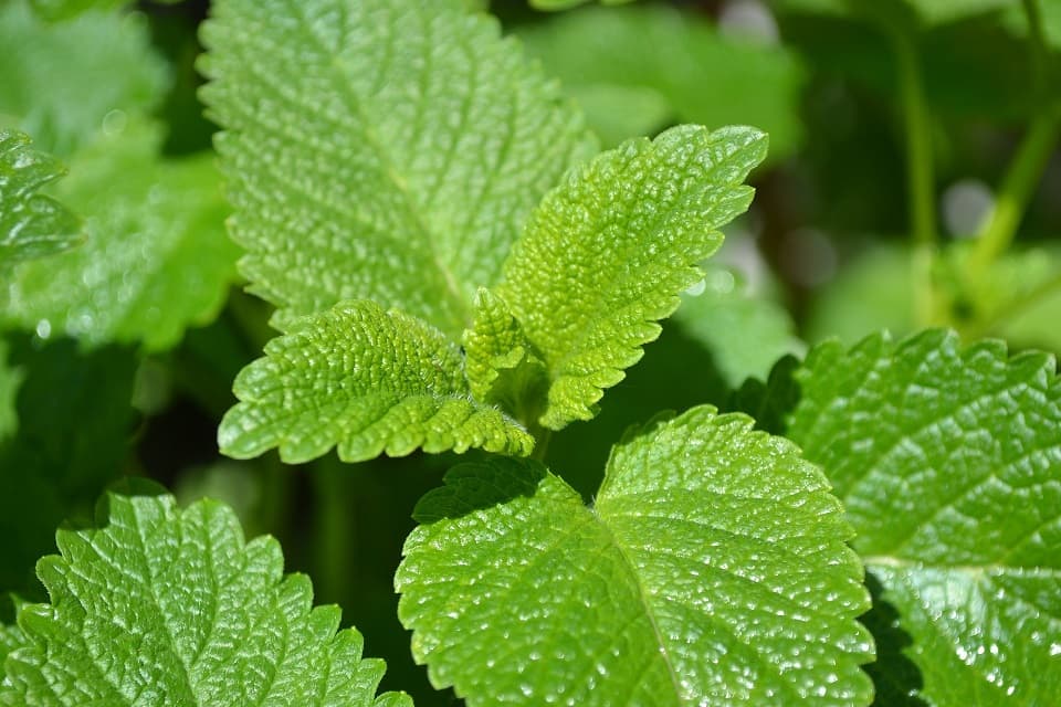 Lemon Balm as spider Repellent