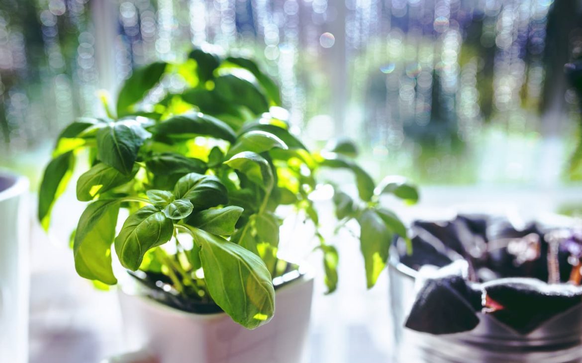 Do Basil plants repel spiders