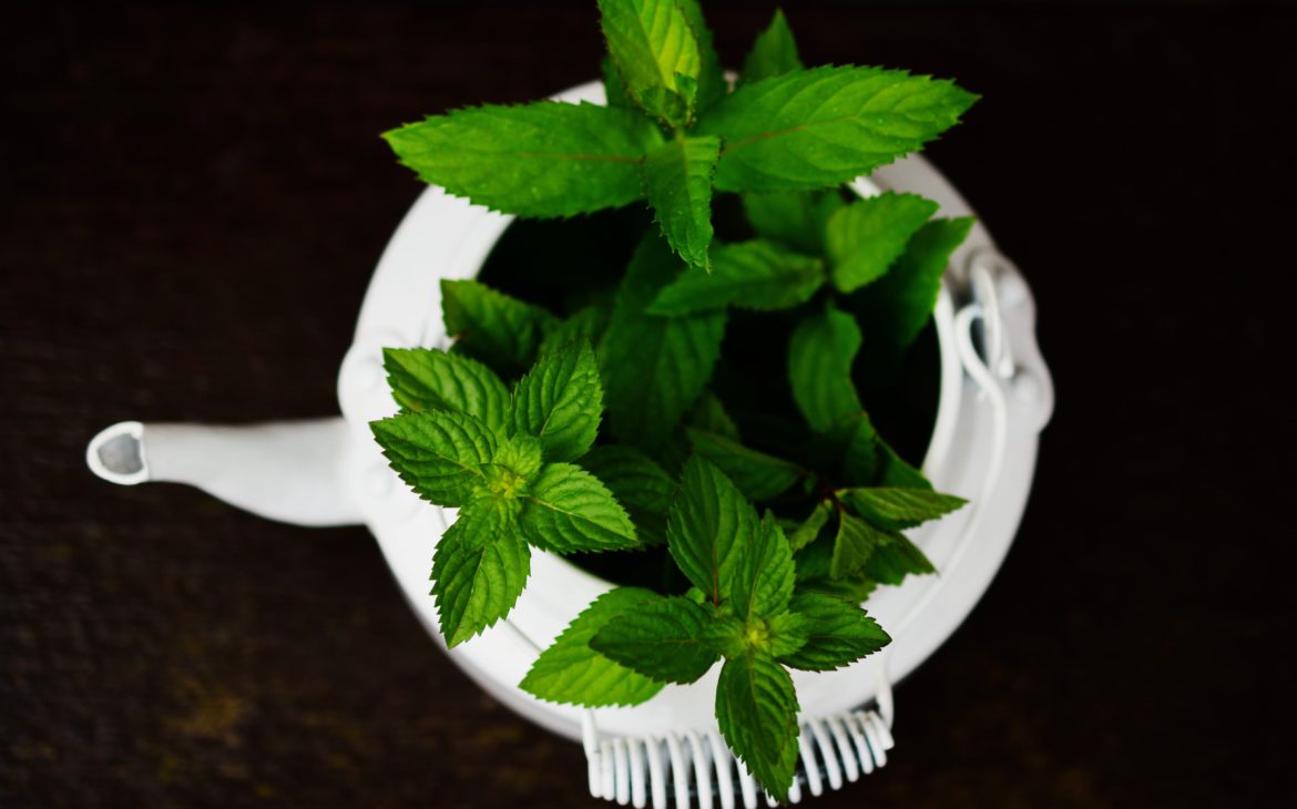 peppermint indoor plants that repel spiders