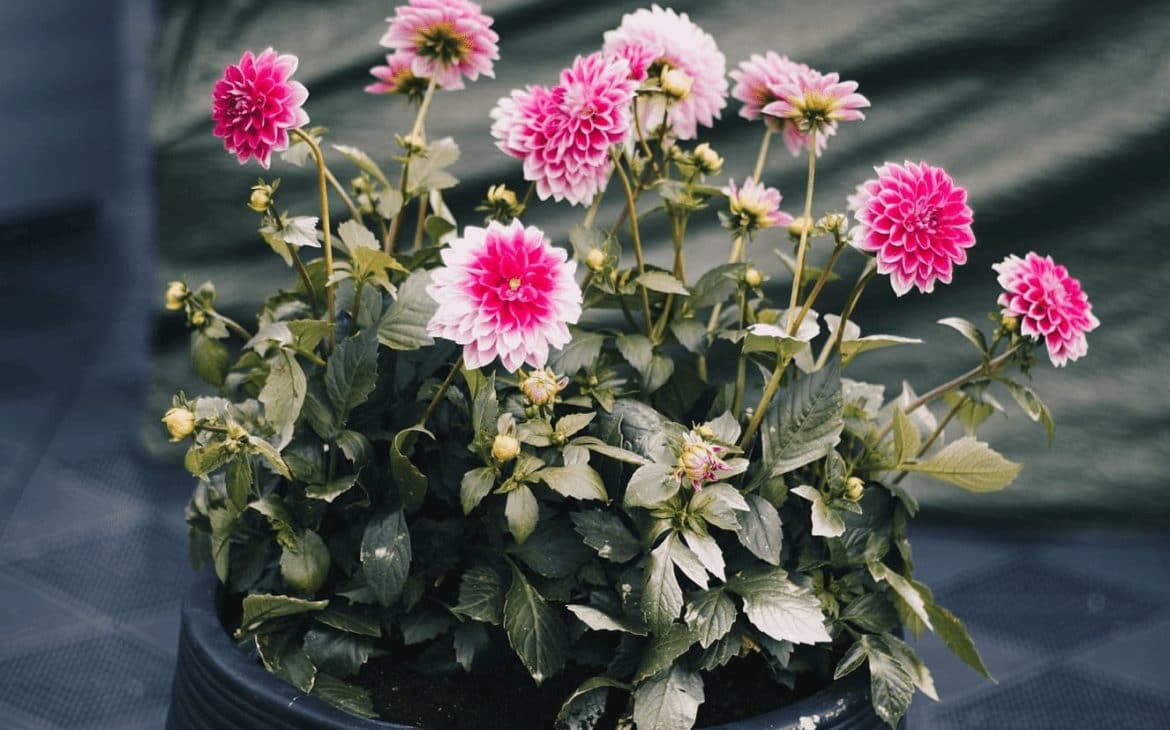 spider repellent plant Chrysanthemum