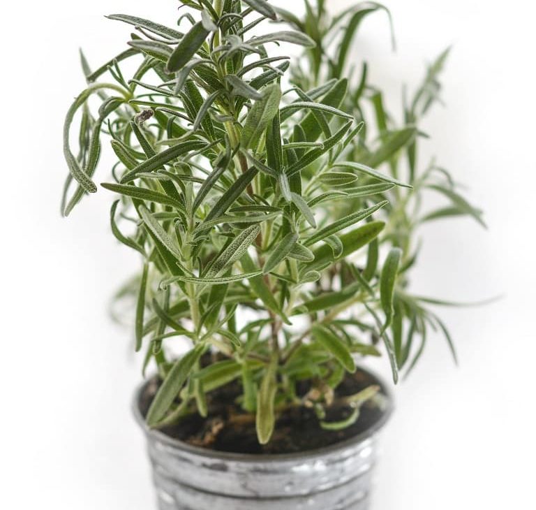 what kind of plants repel spiders rosemary