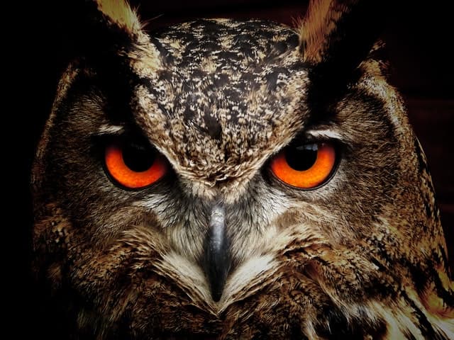 Owl Spiritual Meaning