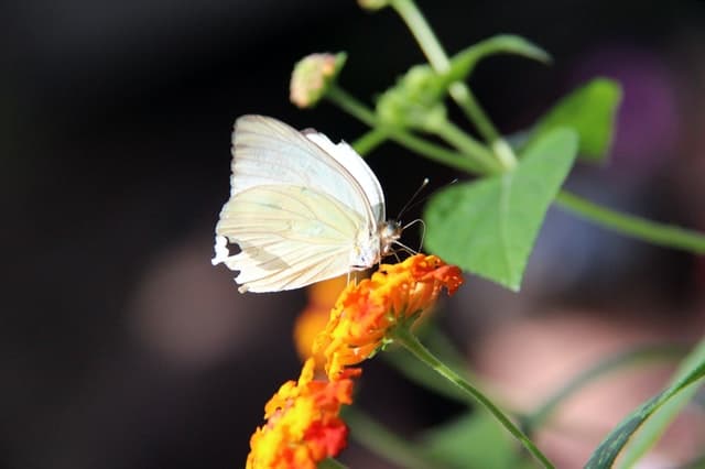 What Does It Mean When You See A White Butterfly