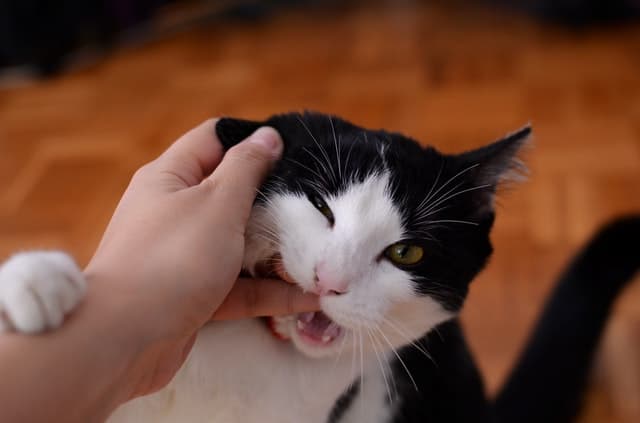 Why Does My Cat Grab My Hand And Bite Me